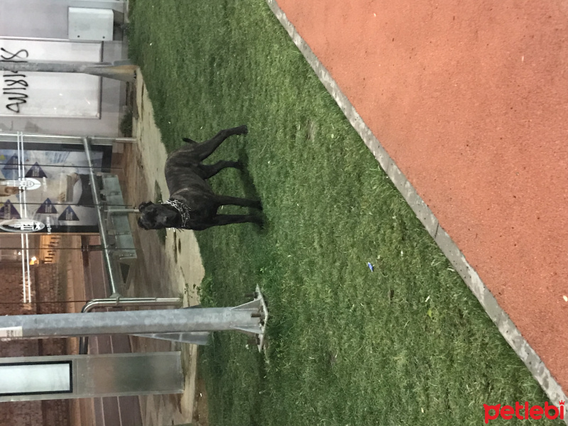 Cane Corso Italiano, Köpek  Reis  fotoğrafı