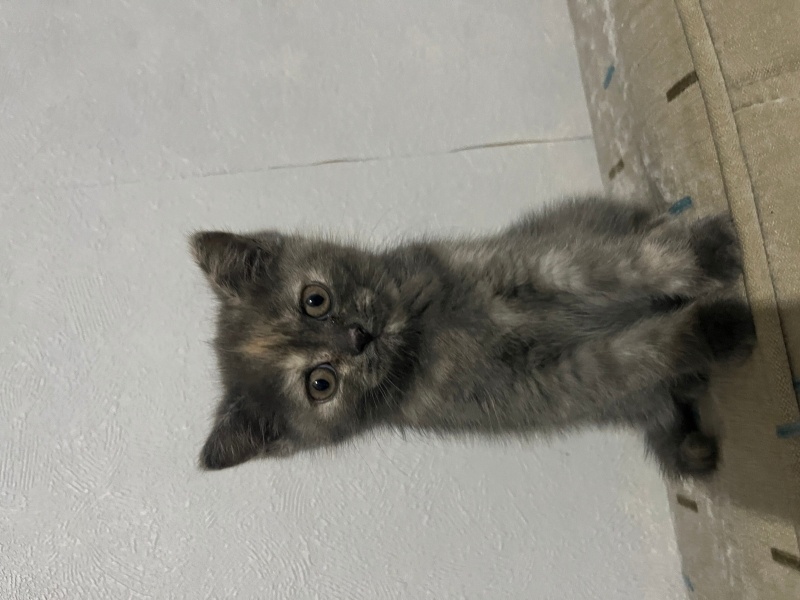 Scottish Fold, Kedi  Behlül fotoğrafı