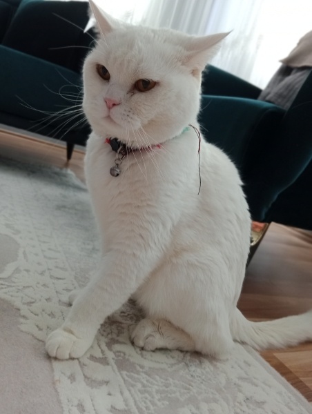 British Shorthair, Kedi  Şevket fotoğrafı