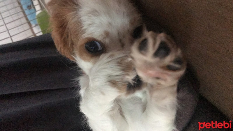 Cavalier King Charles Spanieli, Köpek  Joey fotoğrafı