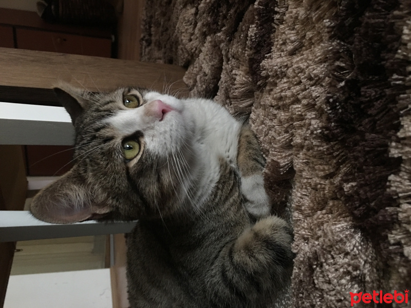 Tekir Kedi, Kedi  Mars fotoğrafı
