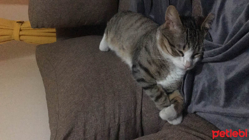 Tekir Kedi, Kedi  Mars fotoğrafı