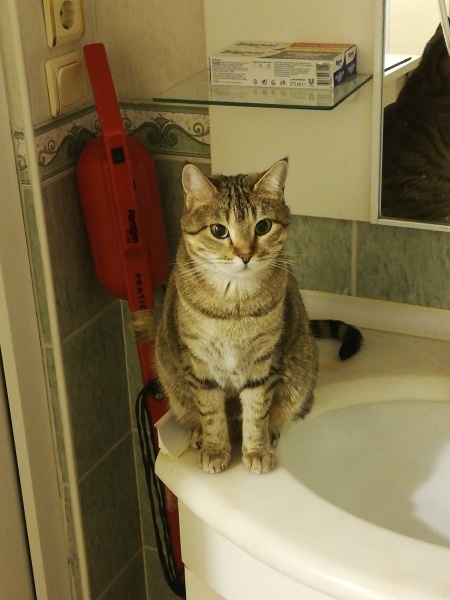 Tekir Kedi, Kedi  Meryana fotoğrafı