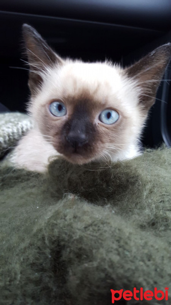 Siyam Kedisi, Kedi  Mocha fotoğrafı