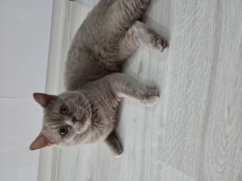 British Shorthair, Kedi  Pati fotoğrafı