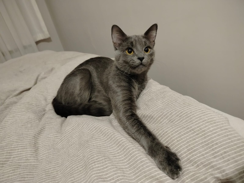 Mavi Rus, Kedi  Masha fotoğrafı