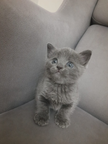 Mavi Rus, Kedi  Masha fotoğrafı
