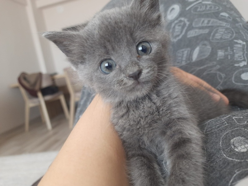 Mavi Rus, Kedi  Masha fotoğrafı