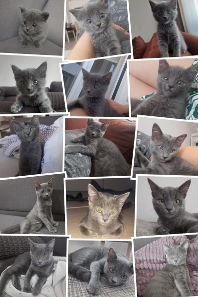 Mavi Rus, Kedi  Masha fotoğrafı