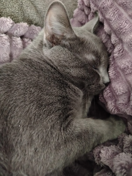 Mavi Rus, Kedi  Masha fotoğrafı