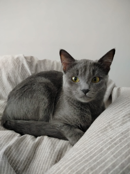 Mavi Rus, Kedi  Masha fotoğrafı