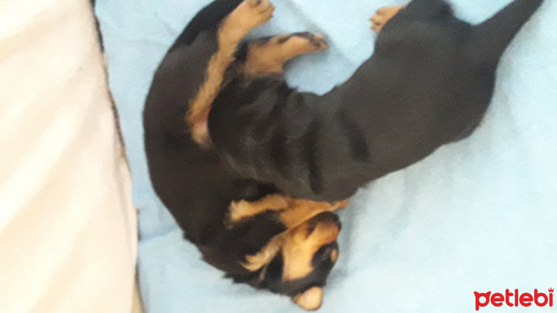 Rottweiler, Köpek  minişler fotoğrafı