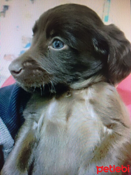 Sokö (Sokak Köpeği), Köpek  Odin fotoğrafı