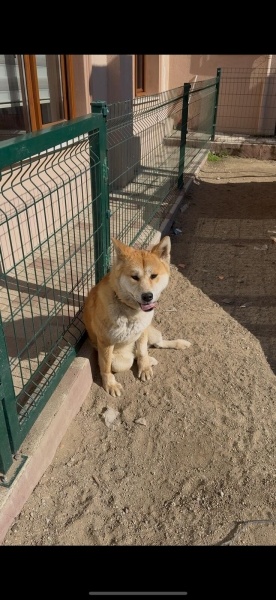 Akita İnu, Köpek  Eva fotoğrafı