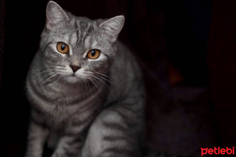 British Shorthair, Kedi  Temmuz fotoğrafı