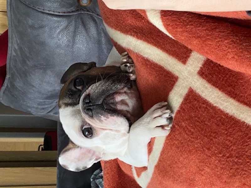 Fransız Bulldog, Köpek  Bubble - Acil yeni sahibini bekliyor 🙏🏻 fotoğrafı