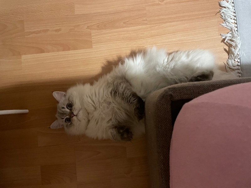 British Longhair, Kedi  Sütlaç fotoğrafı