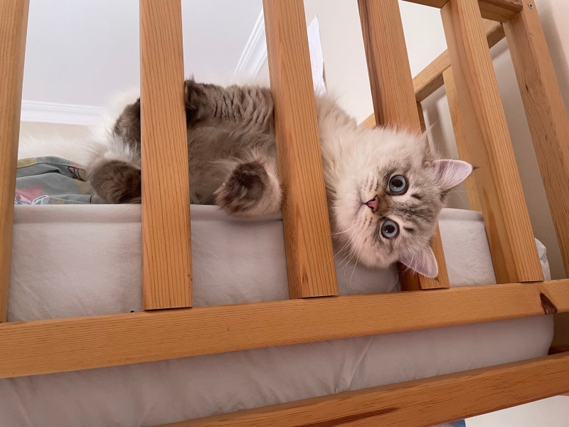 British Longhair, Kedi  Sütlaç fotoğrafı