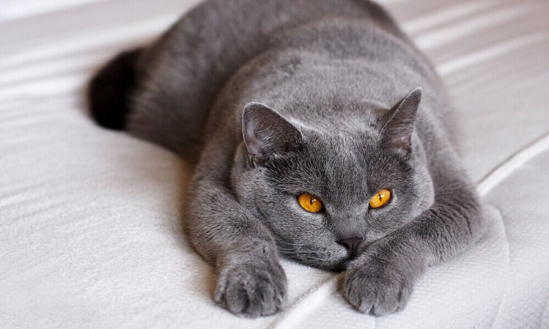 British Shorthair, Kedi  Sherlock fotoğrafı