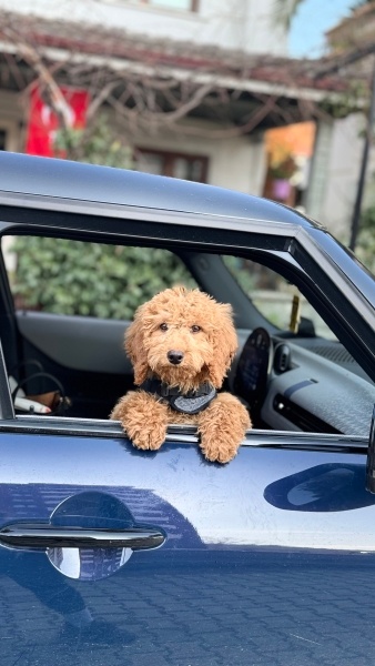 Poodle(Standart Kaniş), Köpek  Beylis fotoğrafı