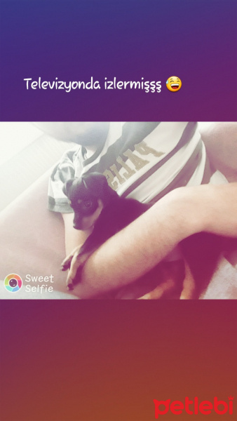 Pappilon, Köpek  Lina fotoğrafı