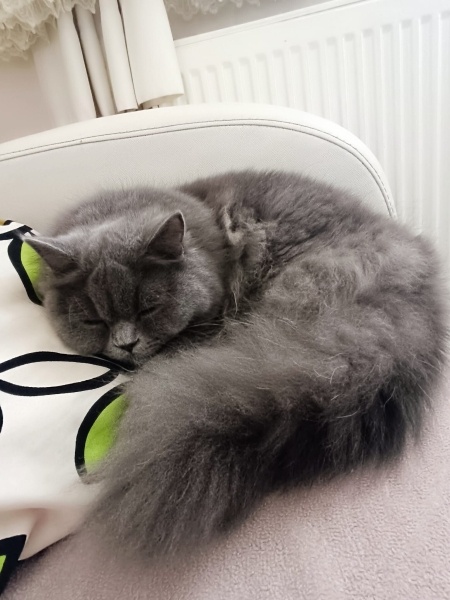 British Longhair, Kedi  Duman fotoğrafı