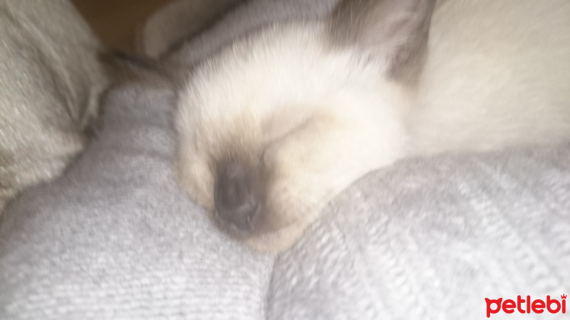 Siyam Kedisi, Kedi  Arya fotoğrafı