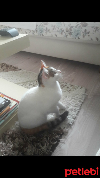 Tekir Kedi, Kedi  Madam fotoğrafı