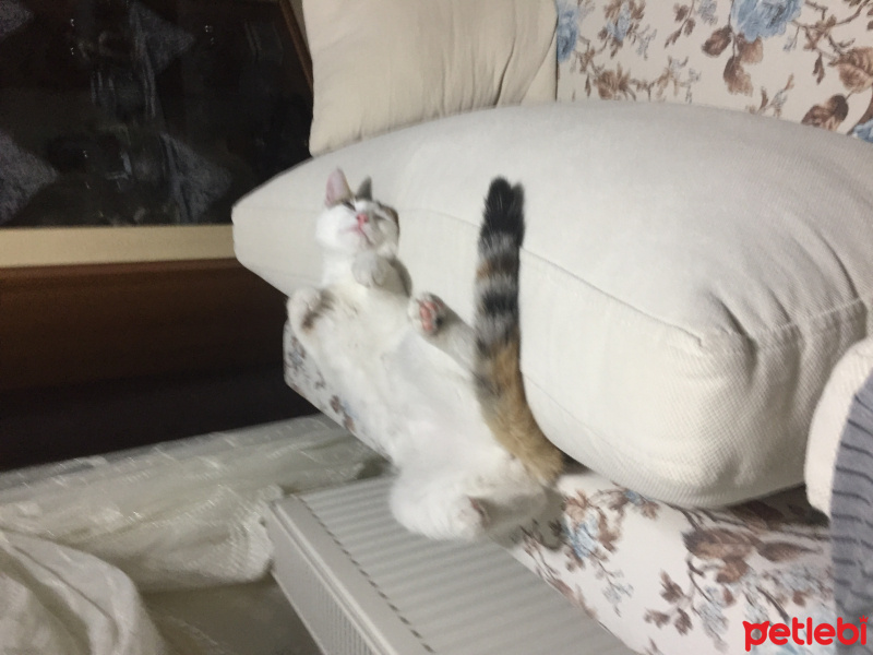 Tekir Kedi, Kedi  Madam fotoğrafı