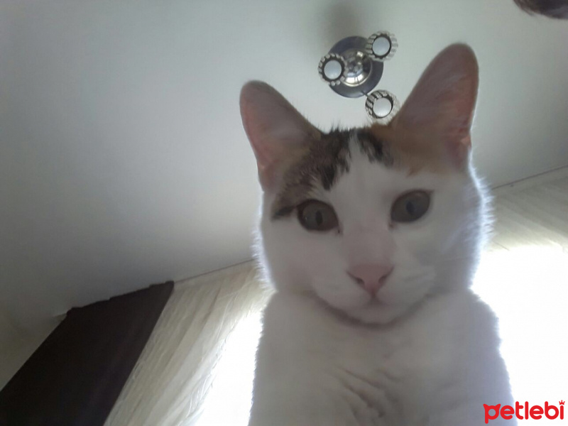 Tekir Kedi, Kedi  Madam fotoğrafı