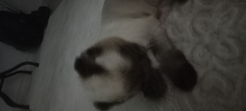 Siyam Kedisi, Kedi  Luna fotoğrafı