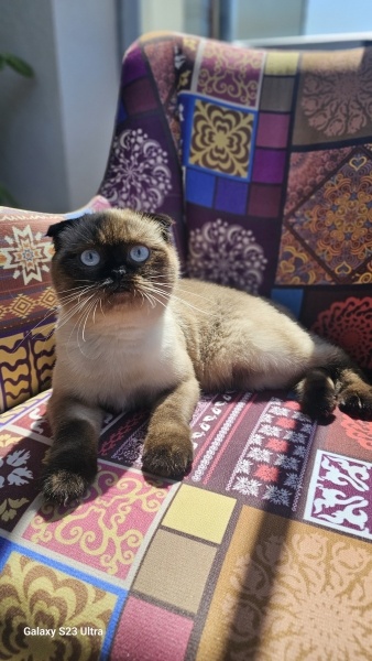 Siyam Kedisi, Kedi  Luna fotoğrafı