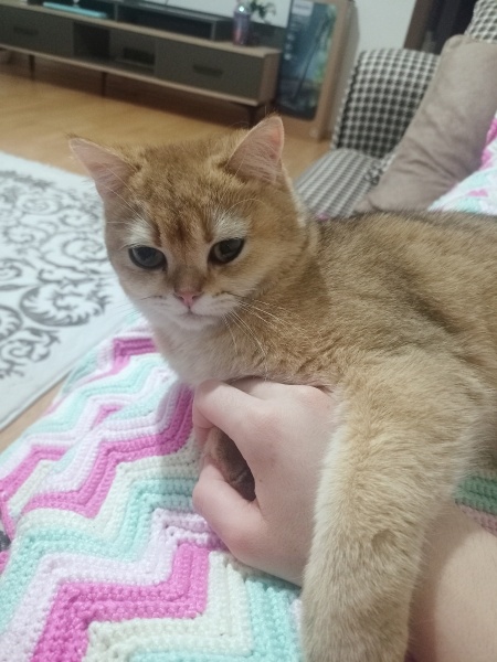 British Shorthair, Kedi  Pamuk fotoğrafı