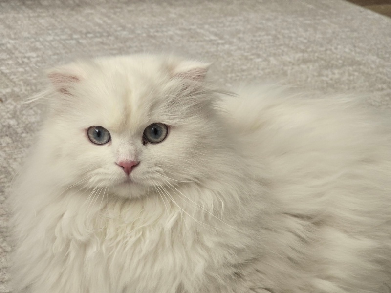 British Shorthair, Kedi  Miya fotoğrafı