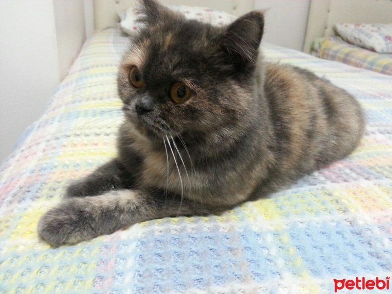British Shorthair, Kedi  paris fotoğrafı