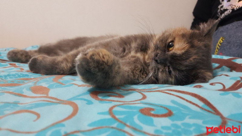 British Shorthair, Kedi  paris fotoğrafı
