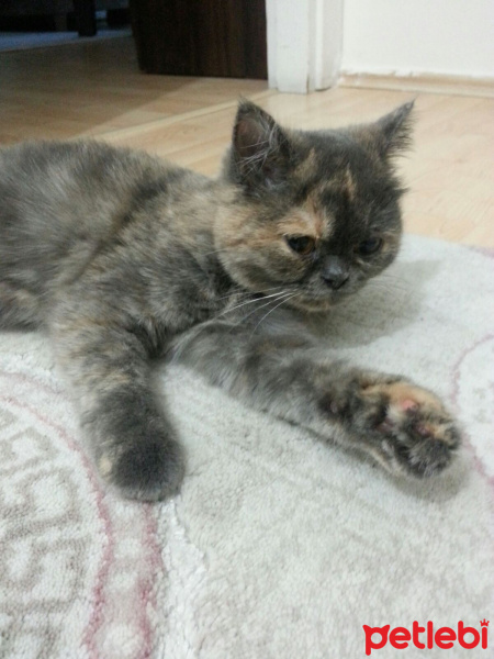 British Shorthair, Kedi  paris fotoğrafı