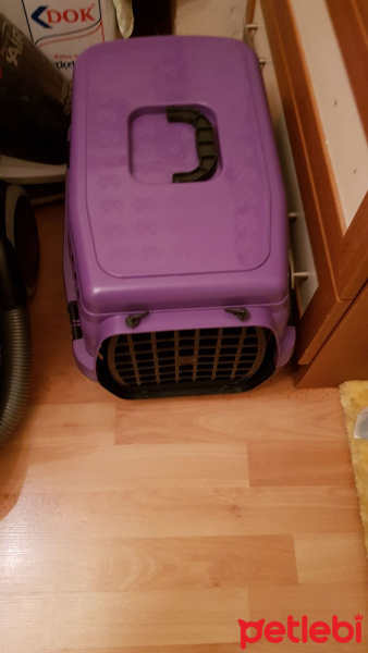 British Shorthair, Kedi  paris fotoğrafı