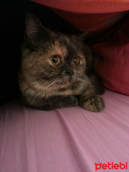 British Shorthair, Kedi  paris fotoğrafı