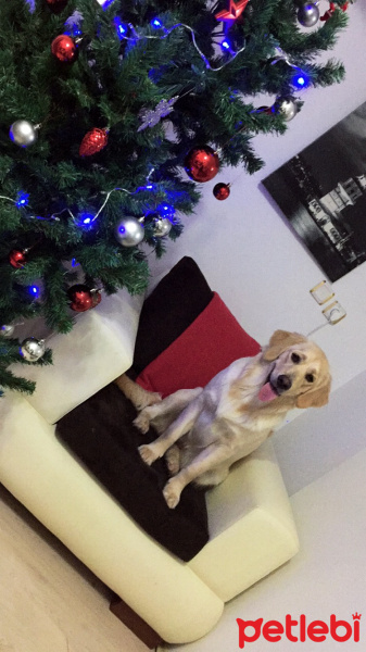 Golden Retriever, Köpek  Sütlaç fotoğrafı