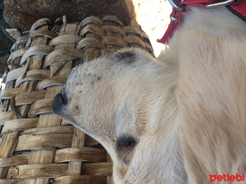 Golden Retriever, Köpek  Sütlaç fotoğrafı
