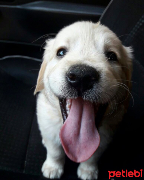 Golden Retriever, Köpek  Sütlaç fotoğrafı