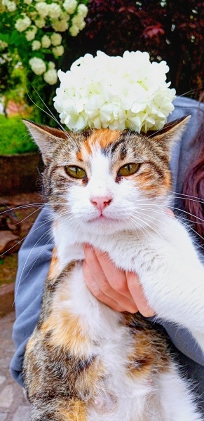 British Shorthair, Kedi  Freya fotoğrafı