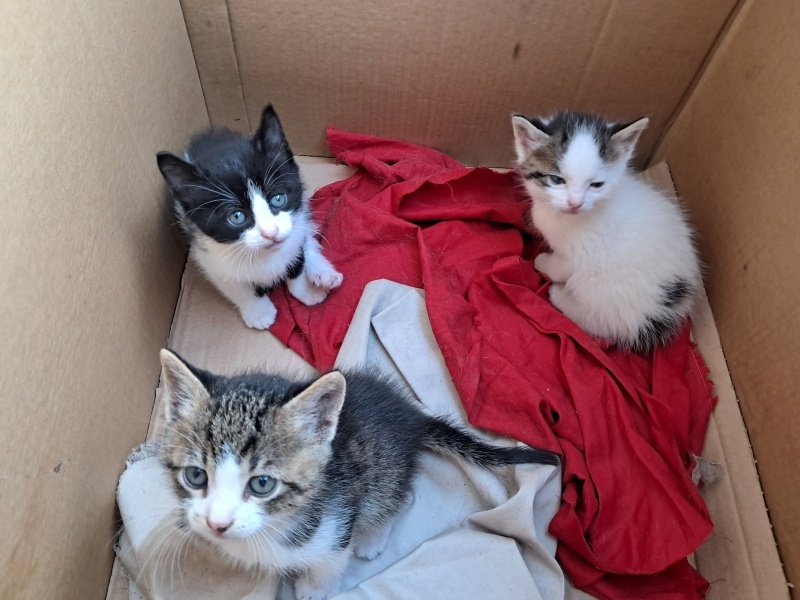 Tekir Kedi, Kedi  3 Küçük Sokak Kedisi Yavruları fotoğrafı