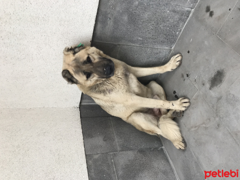 Kangal, Köpek  İsimsiz fotoğrafı
