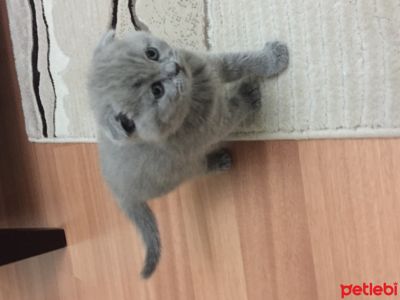 British Shorthair, Kedi  duman fotoğrafı