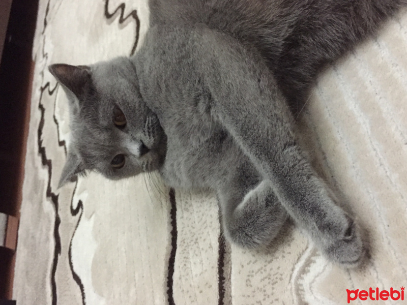 British Shorthair, Kedi  duman fotoğrafı