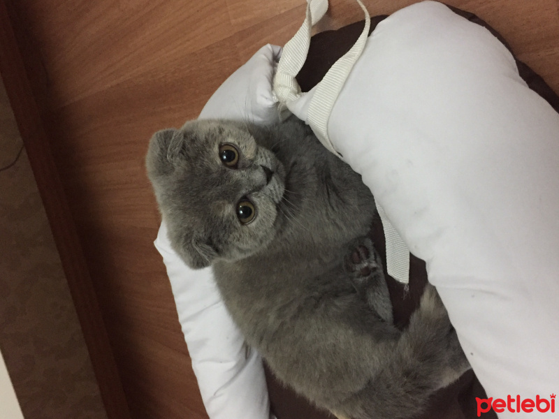 British Shorthair, Kedi  duman fotoğrafı
