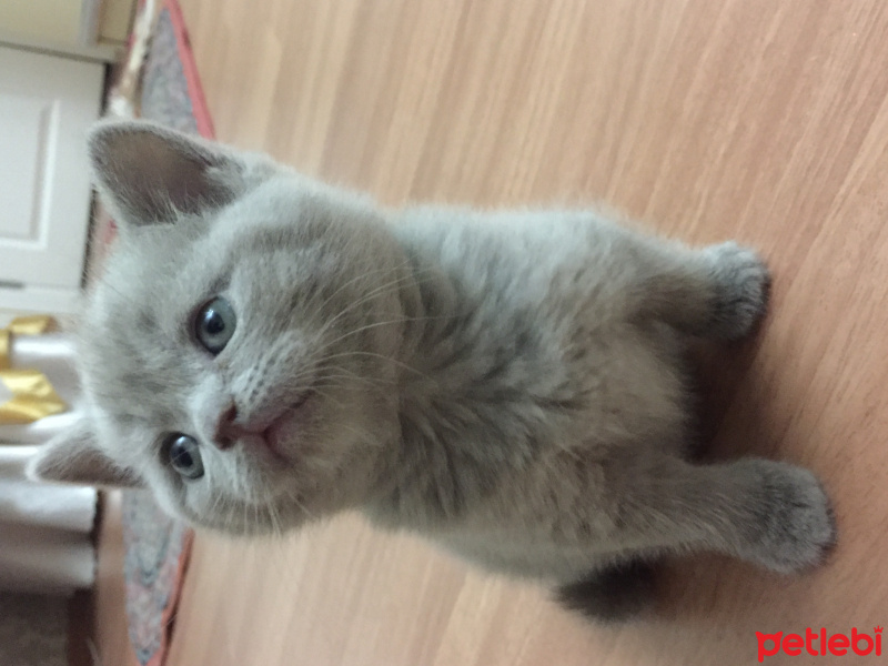 British Shorthair, Kedi  duman fotoğrafı