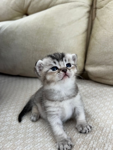 British Shorthair, Kedi  yavrular fotoğrafı